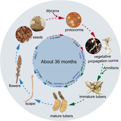 The role of symbiotic fungi in the life cycle of Gastrodia elata Blume (Orchidaceae): a comprehensive review